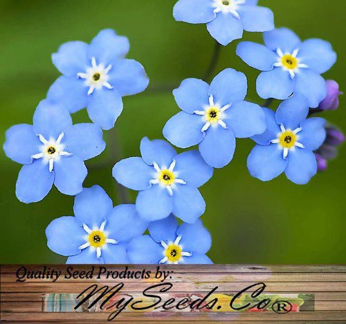 Myosotis Sylvatica French Forget Me Not Flower Seeds Delicate Flowers Easy to Grow