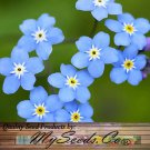 Myosotis Sylvatica French Forget Me Not Flower Seeds Delicate Flowers Easy to Grow