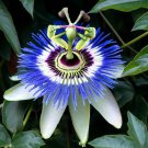 Passiflora Caerulea Bluecrown Passionflower Vine Seeds Stunning Large Flowers Easy to Grow