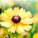 Coreopsis Leavenworthii Leavenworth'S Tickseed Flower Seeds Showy Flowers Easy to Grow