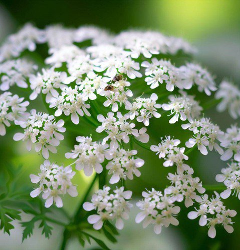 Chervil Curled Anthriscus Cerefolium Herb Seeds An Ancient Herb Easy to Grow