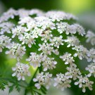 Chervil Curled Anthriscus Cerefolium Herb Seeds An Ancient Herb Easy to Grow