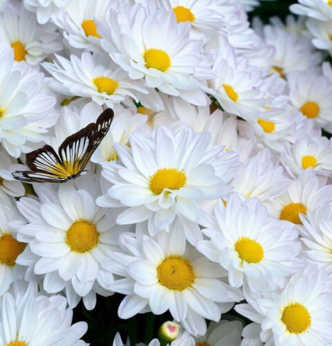 Chrysanthemum Maximum 'Alaska' Shasta Daisy Alaska Flower Seeds Attractive Easy to Grow