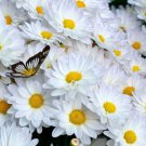 Chrysanthemum Maximum 'Alaska' Shasta Daisy Alaska Flower Seeds Attractive Easy to Grow