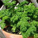 Parsley Forest Green Petroselinum Crispum Herb Seeds Easy to Grow Parsley Forest Green Petroselinum Crispum Herb Seeds Easy to Grow