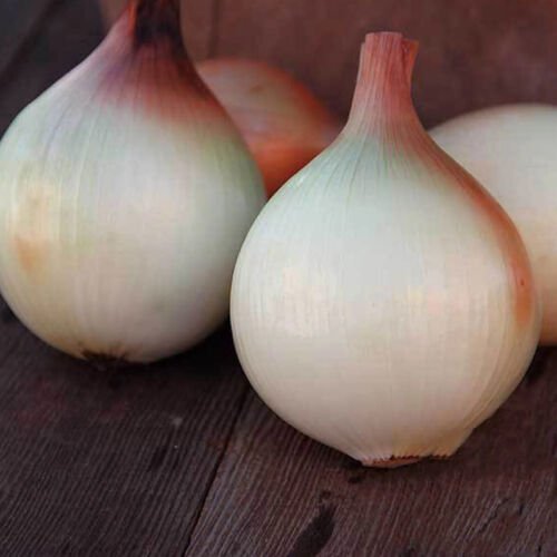 Walla Walla Onion Long Day Allium Cepa Vegetable Seeds Large Bulb Size Easy to Grow