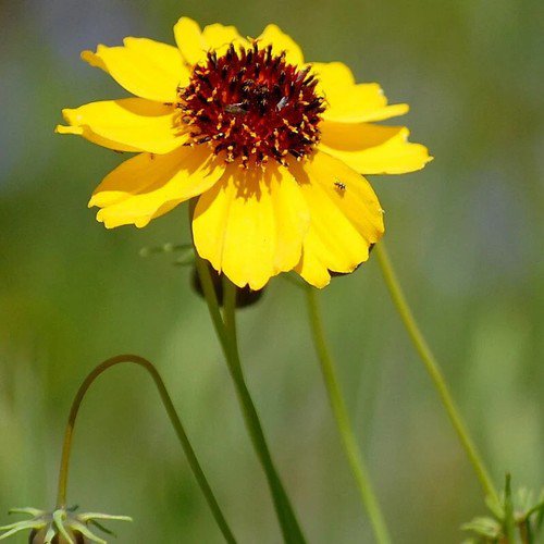 Thelesperma Filifolium Greenthread Flower Seeds Delicate Vibrant Flowers Easy to Grow