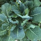 Morris Heading Collard Brassica Oleracea Vegetable Seeds Mild Savory Flavor Easy to Grow