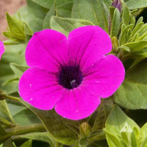 Petunia Violacea Wild Petunia Flower Seeds Elegant Appearance Easy to Grow