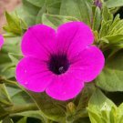 Petunia Violacea Wild Petunia Flower Seeds Elegant Appearance Easy to Grow