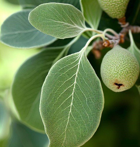 Pyrus Ussuriensis Chinese Pear Fruit Seeds Crisp Apple Like Texture Fruits Easy to Grow
