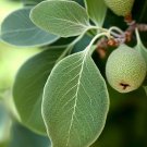 Pyrus Ussuriensis Chinese Pear Fruit Seeds Crisp Apple Like Texture Fruits Easy to Grow