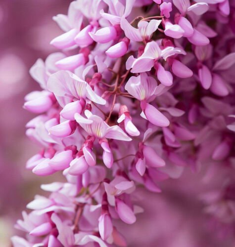 Cercis Gigantea Giant Redbud Tree Seeds Largest Of The Redbuds Easy to Grow