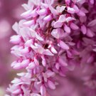 Cercis Gigantea Giant Redbud Tree Seeds Largest Of The Redbuds Easy to Grow