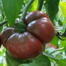 Black Krim Standard Slicing Tomato Lycopersicon Esculentum Tomato Seeds Easy to Grow