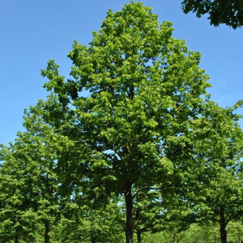 Tilia Platyphyllos Bigleaf Linden Tree Seeds Attractive Foliage Fragrant Easy to Grow