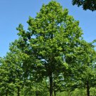 Tilia Platyphyllos Bigleaf Linden Tree Seeds Attractive Foliage Fragrant Easy to Grow