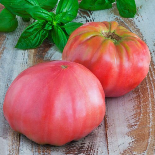 Brandywine Pink Standard Slicing Lycopersicon Esculentum Tomato Seeds Easy to Grow