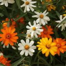 Zinnia Linearis Classic Zinnia Flower Seeds Narrow Linear Petals Easy to Grow