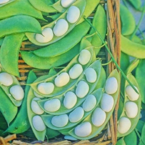 Burpee Improved Bush Lima Bean Phaseolus Lunatus Vegeatable Seeds Delicious Easy to Grow