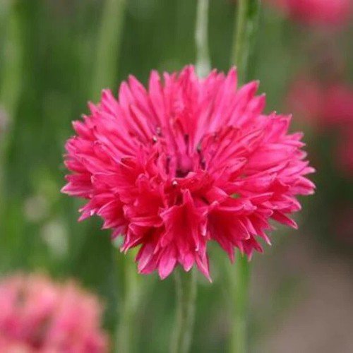 Centaurea Cyanus Cornflower Tall Red Flower Seeds Delicate Red Flowers Easy to Grow