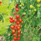 Super Sweet 100 F1 Hybrid Tomato Lycopersicon Esculentum Tomato Seeds Easy to Grow