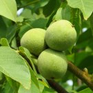 Juglans Nigra Northern Northern Black Walnut Tree Seeds Zones 4 8 Edible Nut Easy to Grow