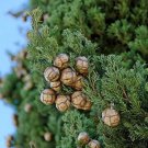 Cupressus Sempervirens Italian Cypress Tree Seeds Tall And Narrow Easy to Grow