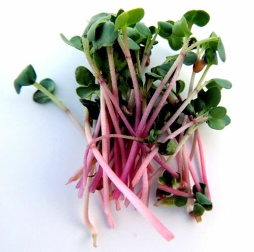 Red Arrow Radish Seeds Sprouting And Garden  Easy to Grow