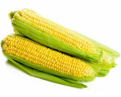 Golden Beauty Corn Heirloom Open Pollinated Seeds  Easy to Grow