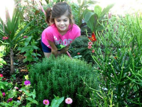 Culinary Herb Seed Selection List Catnip Mint Basil Thyme Dill Chives Lavender Easy to Grow