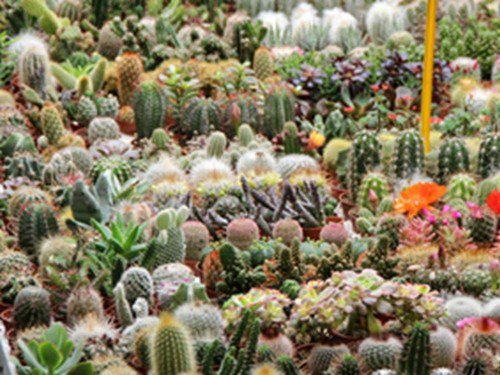Cactus Garden Seed Mix  Easy to Grow