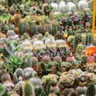Cactus Garden Seed Mix  Easy to Grow