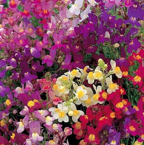 Toadflax Fairy Mix Flower Seeds Spurred Snapdragon Linaria Maroccana  Easy to Grow