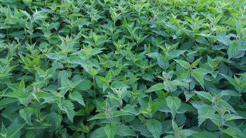 Lemon Basil Herb Seeds Lao Hoary Thai  Easy to Grow