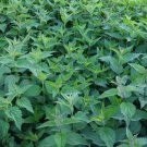 Lemon Basil Herb Seeds Lao Hoary Thai  Easy to Grow