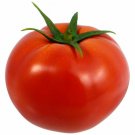Homestead Tomato Seeds  Easy to Grow