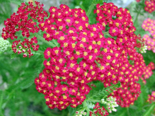 Red Yarrow Wildflower Seeds Achillea Millefolium  Easy to Grow