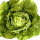 Heirloom Buttercrunch Lettuce Seeds Lactuca Sativa Var Capitata  Easy to Grow