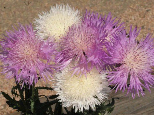 Imperialis Mix Sweet Sultan Seeds Amberboa Moschata  Easy to Grow