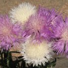 Imperialis Mix Sweet Sultan Seeds Amberboa Moschata  Easy to Grow