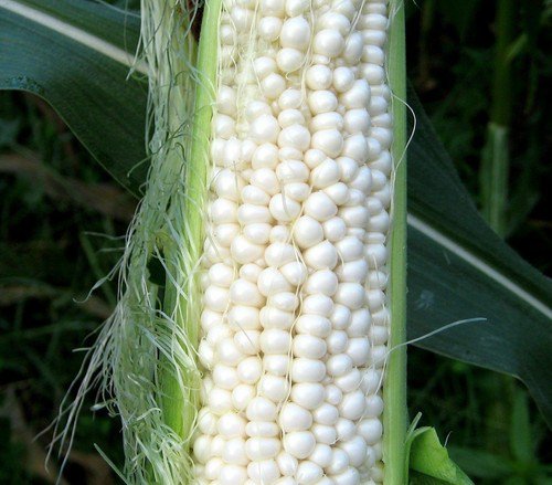 Country Gentleman Corn  Easy to Grow
