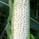 Country Gentleman Corn  Easy to Grow