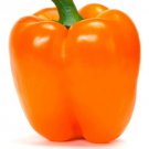 Heirloom Orange Sun Bell Pepper Seeds  Easy to Grow