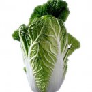 Michihili Bok Choi Chinese Cabbage Seeds Microgreens Sprouting  Easy to Grow
