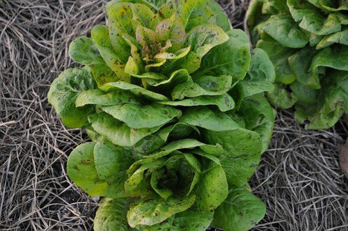 Freckles Romaine Lettuce Heirloom Seeds  Easy to Grow
