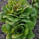Freckles Romaine Lettuce Heirloom Seeds  Easy to Grow