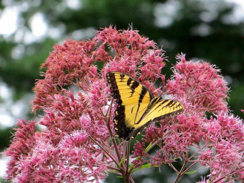 Sweet Joe Pye Weed Wildflower Seeds Eupatorium Purpureum  Easy to Grow