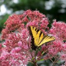 Sweet Joe Pye Weed Wildflower Seeds Eupatorium Purpureum  Easy to Grow