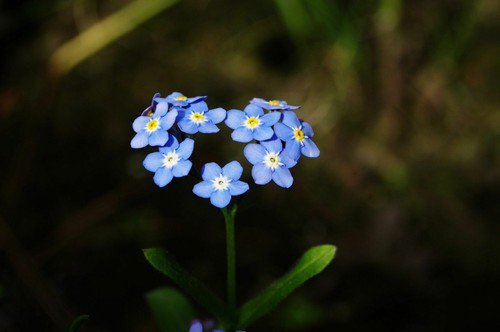 Forget Me Not Wildflower Seeds Myosotis Easy to Grow